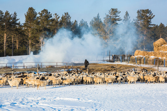 冬季羊群喂养
