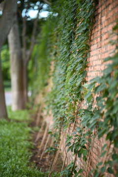 墙边种植的地锦