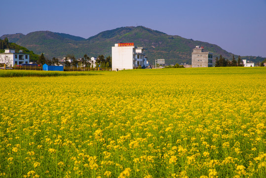 金色油菜田