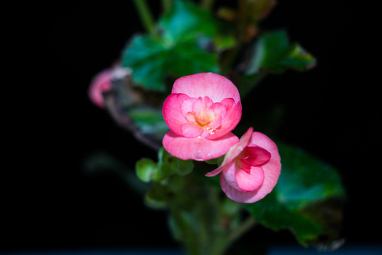 盛开的美丽花卉植物