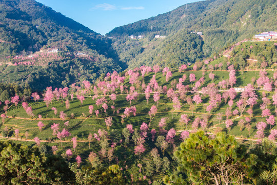 无量山樱花谷