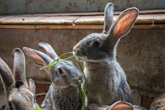 家养兔子进食