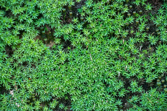 花卉植物图片