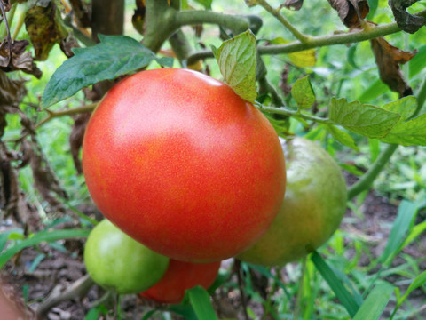 自然熟西红柿