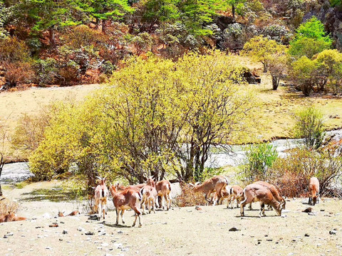 野山羊