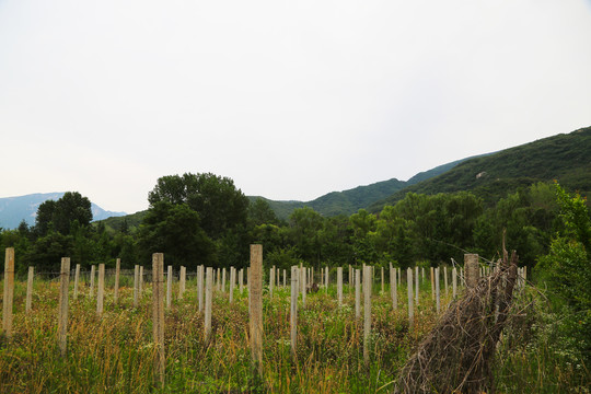 远山自然风光