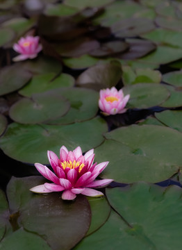莲花