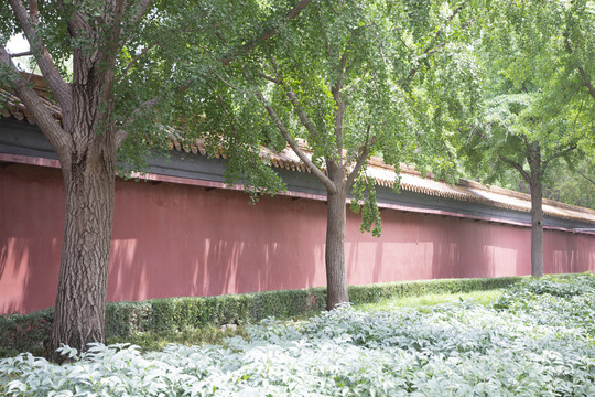 景山公园红墙绿树