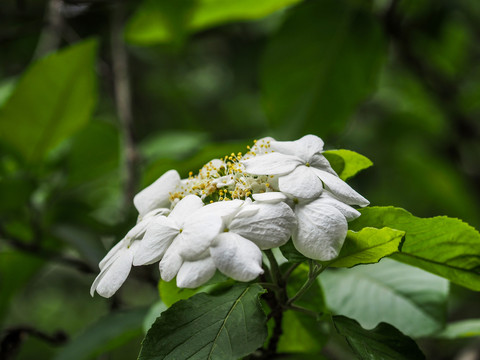 琼花