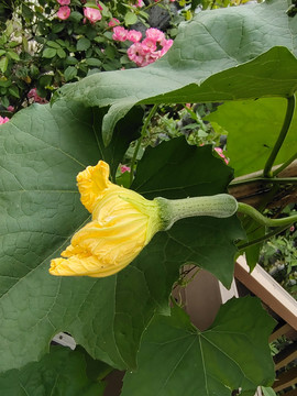 丝瓜花