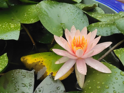 睡莲花