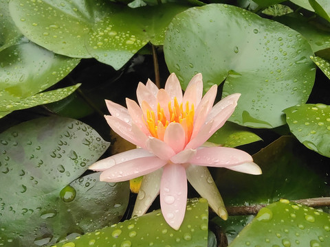 睡莲