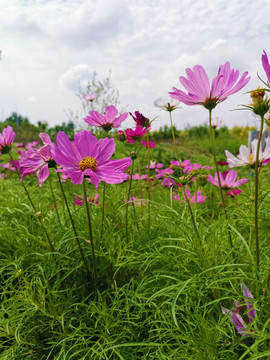 格桑花海