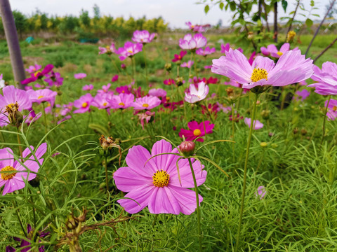 格桑花