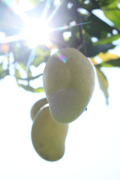 芒果树上的芒果