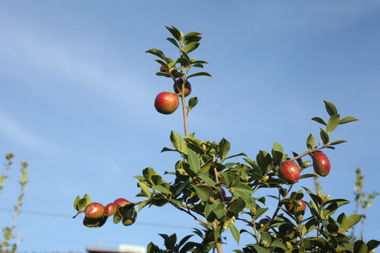 油茶果