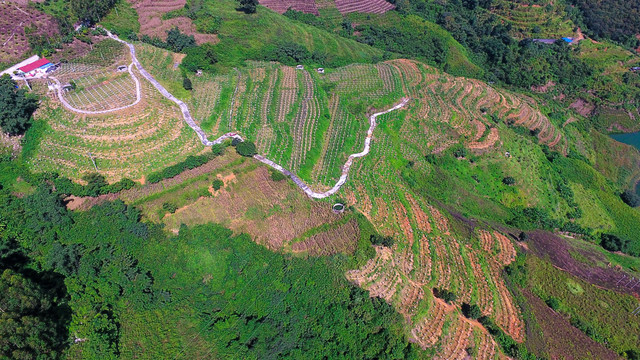 火龙果基地