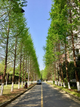 夏天的水杉