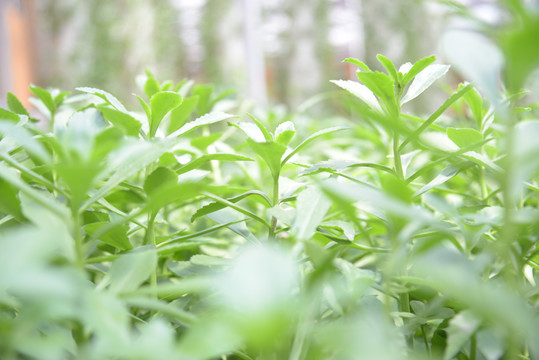 钙果高钙菜