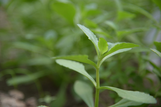 钙果高钙菜