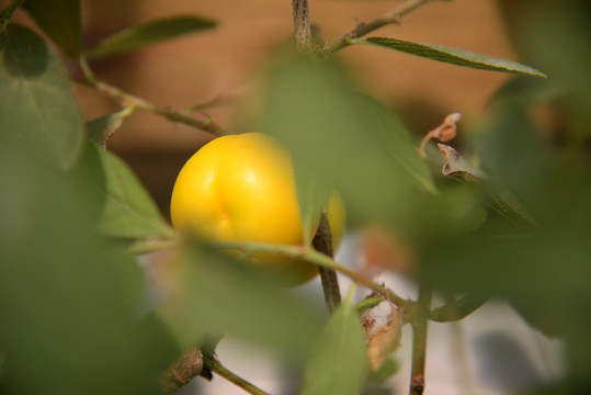 钙果高钙菜