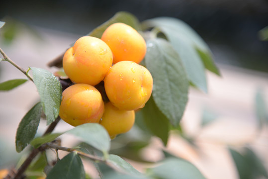 钙果高钙菜