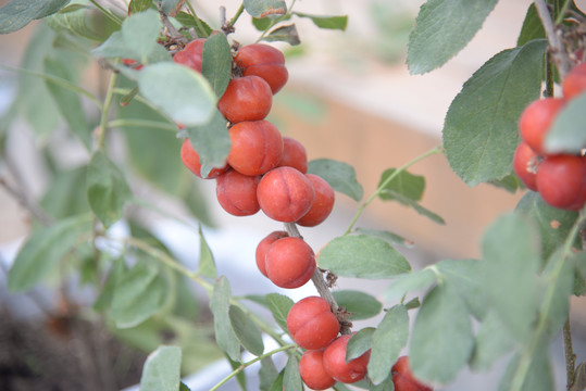 钙果高钙菜