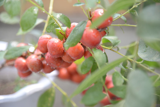 钙果高钙菜