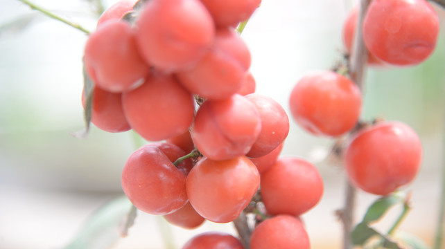 钙果高钙菜