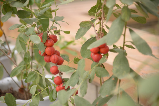 钙果高钙菜