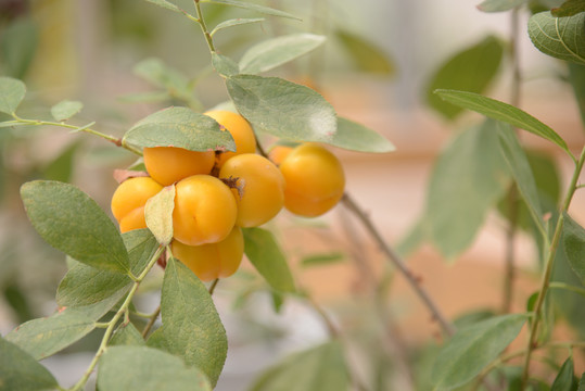 钙果高钙菜