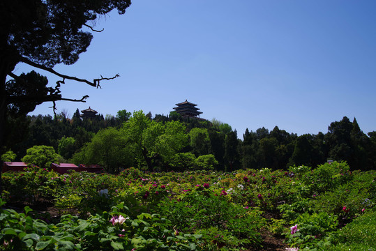 北京景山公园牡丹