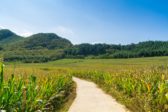 山脚下玉米地边上的小路