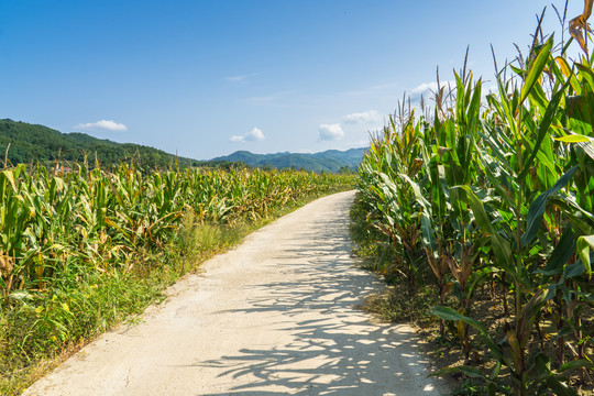 山脚下玉米地边上的小路