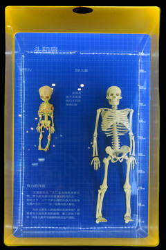 四川科技馆新生儿和3岁儿童骨骼