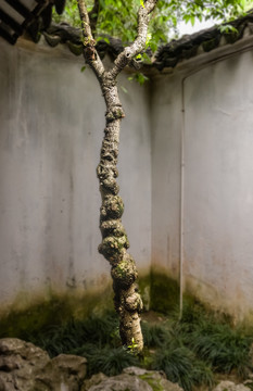 树
