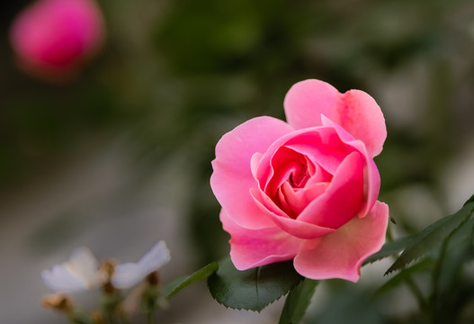 月季花