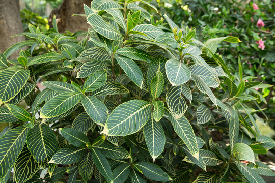 植物园里的苹婆