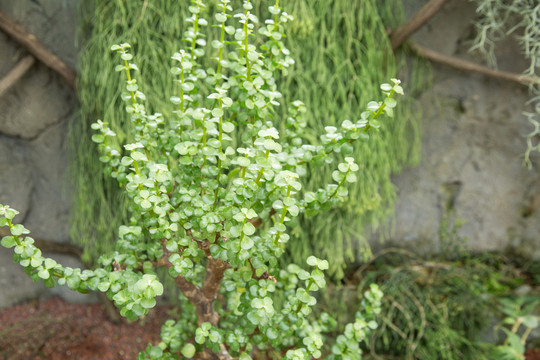 热带植物园里的树马齿苋