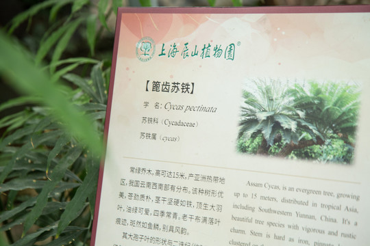 上海辰山植物园里的苏铁