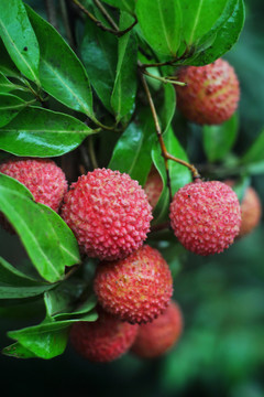荔枝