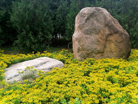 黄花景天