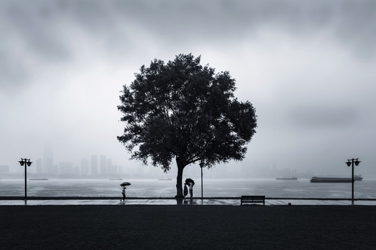 雨天的武昌江滩网红树