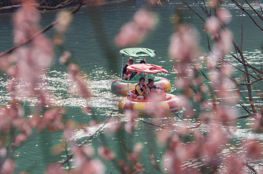 贵州醇景区梅花