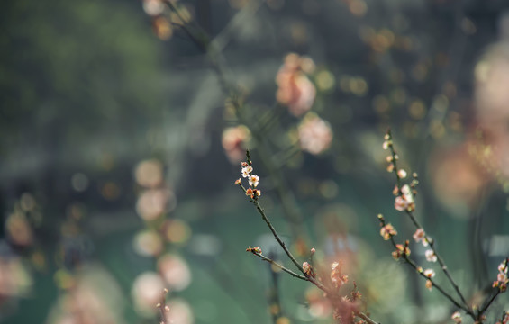 贵州醇景区梅花