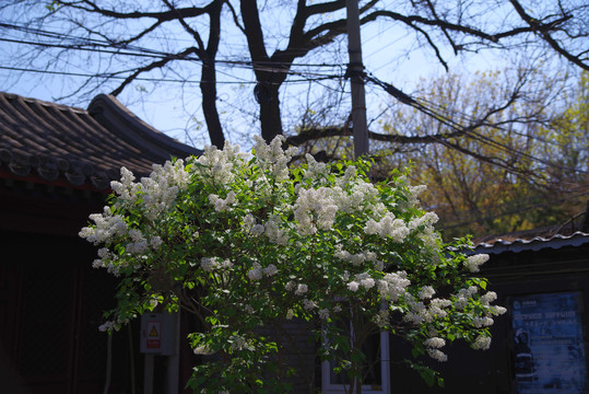 北京法源寺