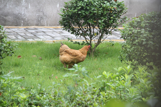 土鸡