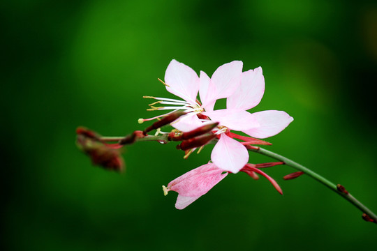 山桃草