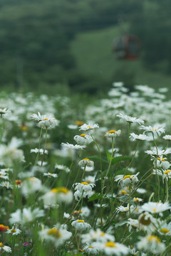 雏菊