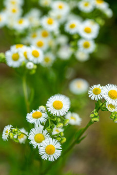 雏菊